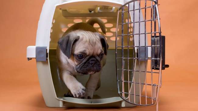 5 Rekomendasi Jasa Kirim Hewan Antar Kota dan Persyaratannya