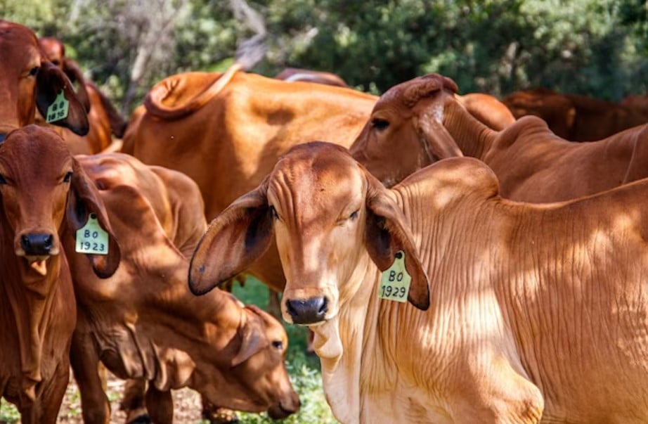 Tata Cara Menyembelih Hewan Kurban dan Doanya