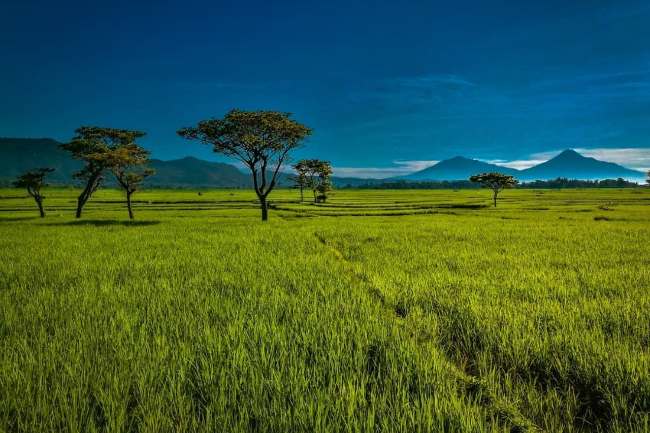 Pronosutan View, Wisata Viral Kulon Progo: Jam Buka & HTM