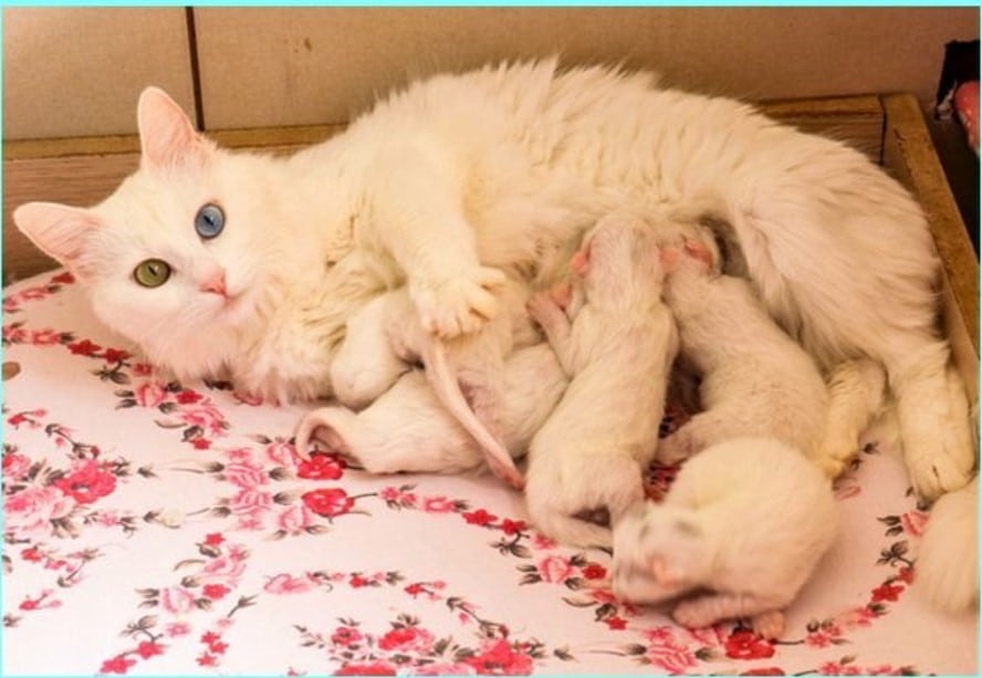 Rekomendasi Vitamin Untuk Kucing Hamil dan Menyusui