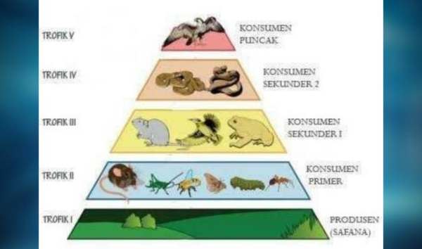 Pengertian-Jaring-jaring-Makanan