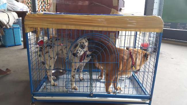 Rekomendasi Ekspedisi untuk Kirim Hewan Antar Kota