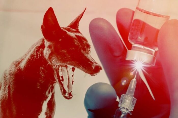 kapan harus ke dokter setelah digigit hewan rabies