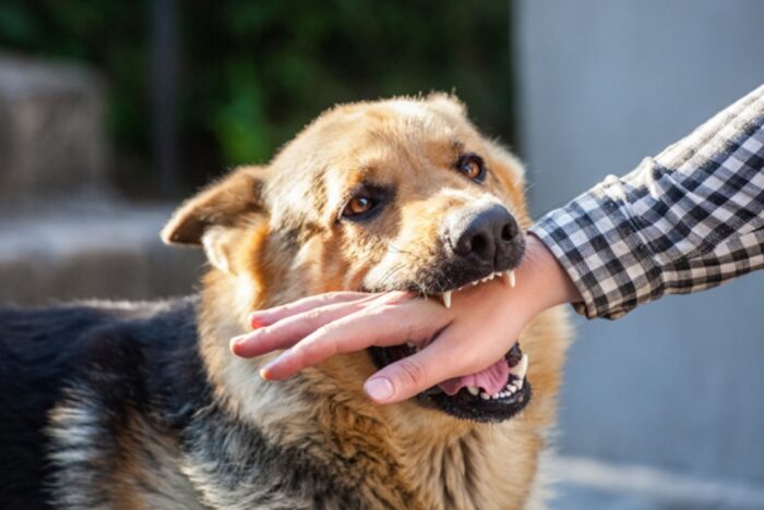 pertolongan pertama digigit hewan rabies