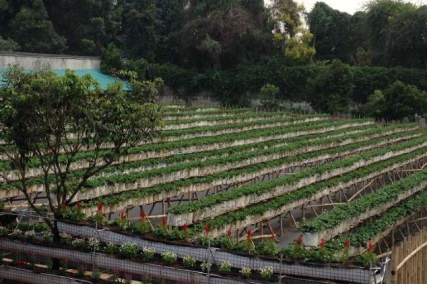 La Fresa Kintamani Bali: HTM, Jam Buka, Lokasi dan Daya Tarik