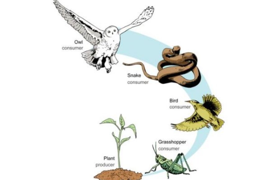 Sebutkan Contoh Rantai Makanan: Pengertian dan Fungsi