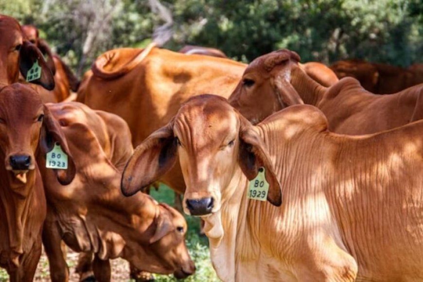 Tata Cara Menyembelih Hewan Kurban dan Doanya