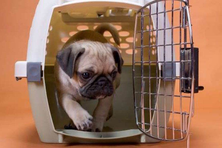 5 Rekomendasi Jasa Kirim Hewan Antar Kota dan Persyaratannya