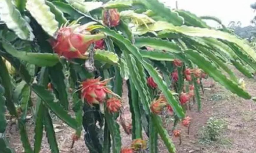 Definisi Pemuliaan Tanaman, Metode, dan Manfaat untuk Pertanian Modern