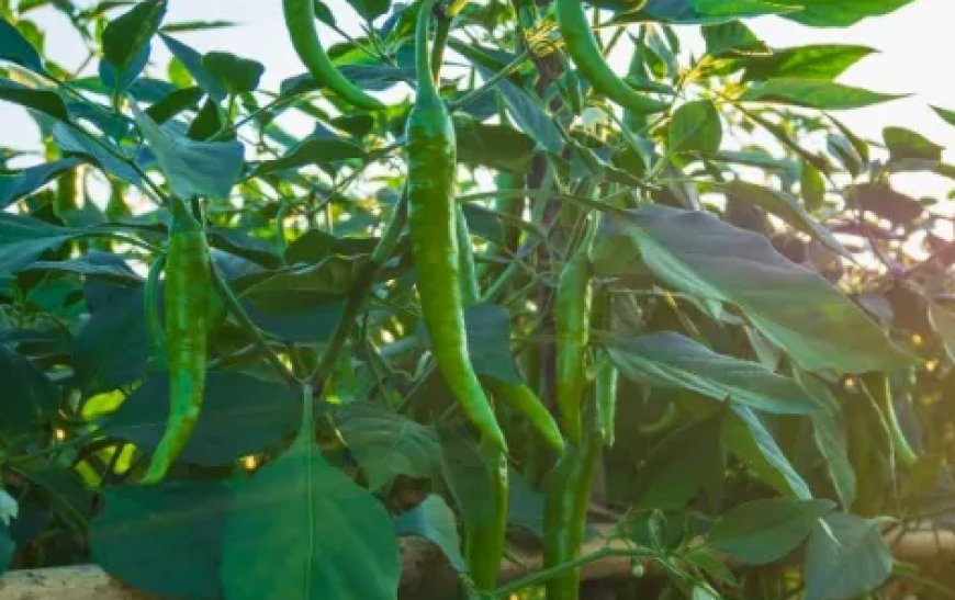 10 Cara Menanam Cabe di Polybag Agar Berbuah Lebat