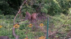 18 Rekomendasi Wisata Cirebon Terbaik dan Wajib Dikunjungi