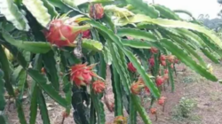 Definisi Pemuliaan Tanaman, Metode, dan Manfaat untuk Pertanian Modern