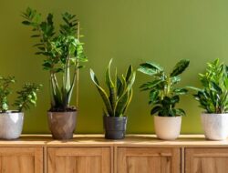 5 Tanaman Hias Kekinian Tren 2026 untuk Mempercantik Rumah