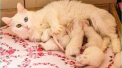 Rekomendasi Vitamin Untuk Kucing Hamil dan Menyusui