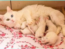 Rekomendasi Vitamin Untuk Kucing Hamil dan Menyusui