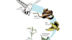 Sebutkan Contoh Rantai Makanan: Pengertian dan Fungsi
