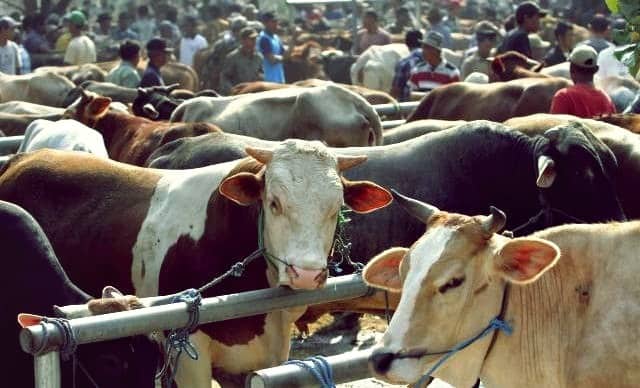 Doa Menyembelih Hewan Kurban Dan Tata Cara Menyembelih