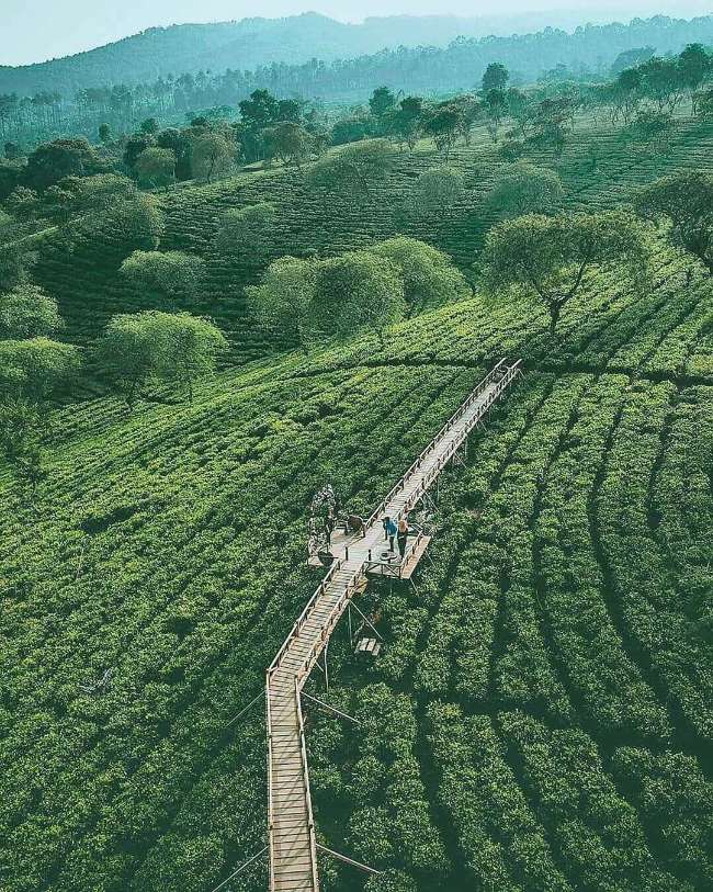 Kebun Teh Wonosari