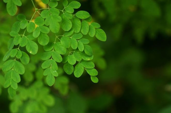 manfaat daun kelor untuk kecantikan