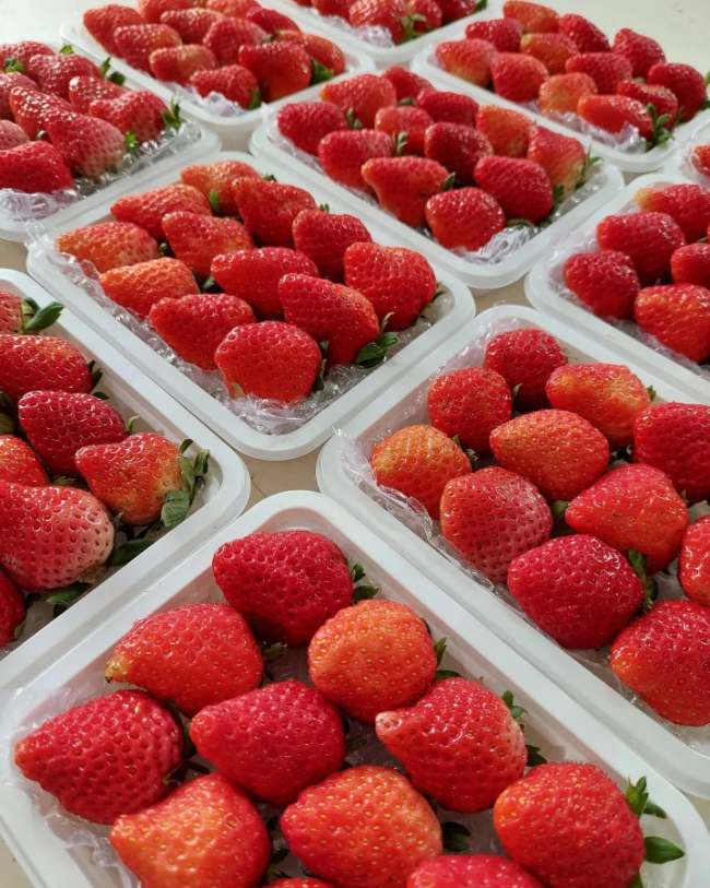 Harga Tiket Masuk La Fresa Kintamani