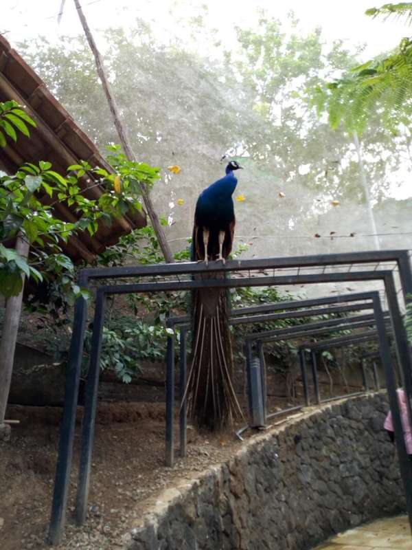 Mengenal Bird Pavilion