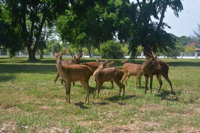 Taman Rusa Bumi Patra
