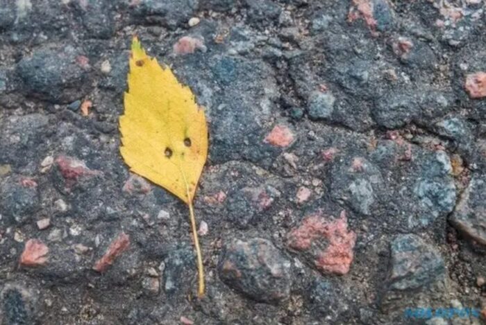 cara menangani pareidolia