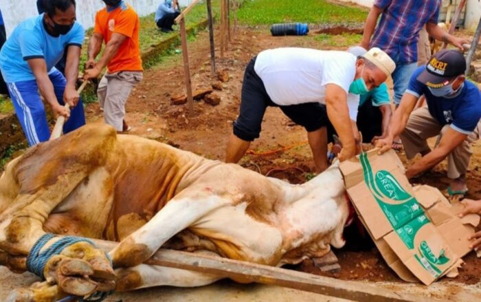 cara menyembelih hewan kurban